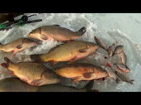 Видео: Бешенный КЛЁВ карпа зимой на мормышку в коряжнике