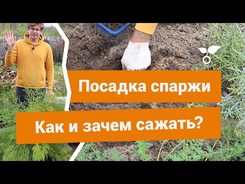 Видео: Спаржа – чем интересна и как правильно посадить?