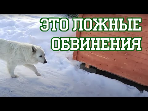 Видео: Цыплячий вор