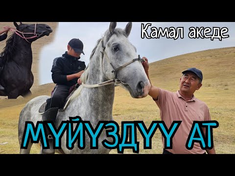 Видео: МҮЙҮЗДҮҮ ЕДИНОРОГ КАМАЛ АКЕДЕ КҮЛҮК