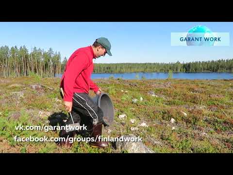 Видео: Работа в Финляндии. Сбор брусники. Часть №2