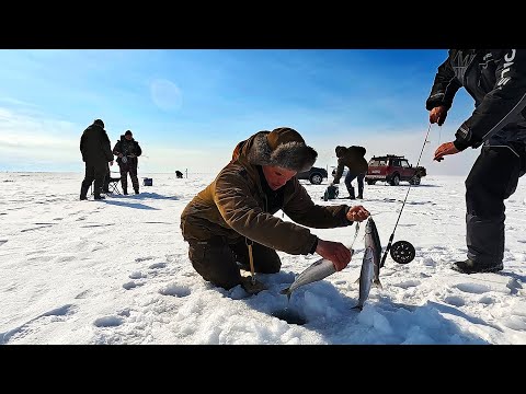Видео: Вот это рыбалка! СРАЗУ ПО 5! Крупный омуль гнёт удочки!!! Рыбалка на Байкале!