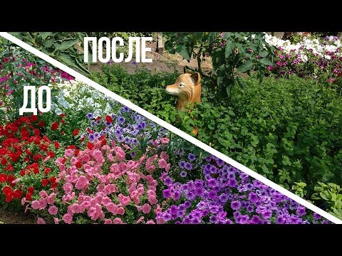 Видео: Спасаем петунии!!! Обрезка, стрижка,подкормка!!!Продлеваем цветение, пышность клумб!!!