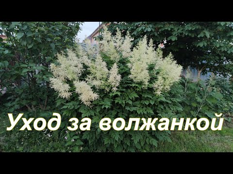 Видео: Уход за волжанкой обыкновенной