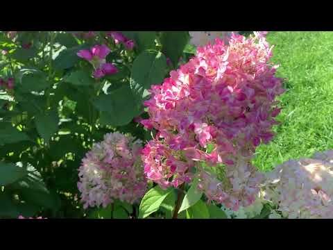 Видео: 6.09.2025. 🌺Гортензии в сентябре 🌺