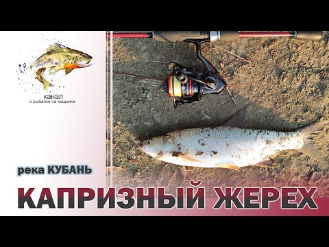 Видео: Капризный ЖЕРЕХ, река Кубань.