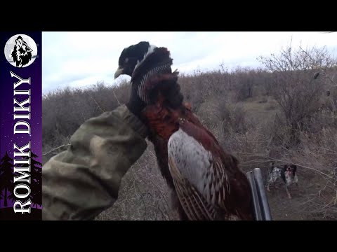 Видео: Охота на фазана и зайца в непогоду.