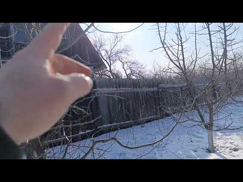 Видео: Обрезка на клик, семенной подвой, шестилетний результат