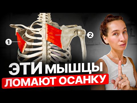 Видео: 2 МЫШЦЫ, из-за которых вы сутулитесь! 10 минут для ОСАНКИ, которые изменят всё тело