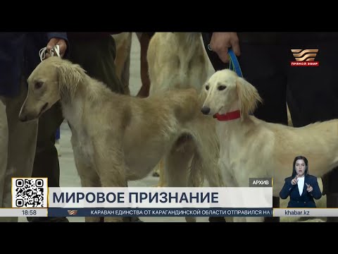 Видео: Казахская порода тазы получила предварительное признание на международном уровне