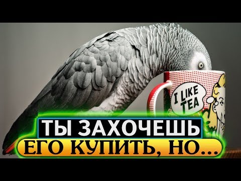 Видео: Он умнее, чем... Говорящий Жако, серый африканский попугай