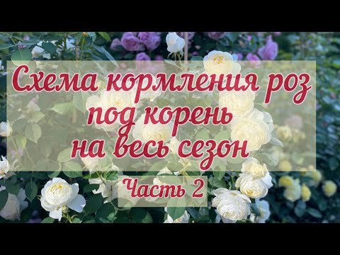 Видео: Часть 2 🌱 Минеральное питание роз под корень на весь сезон 2023 г.