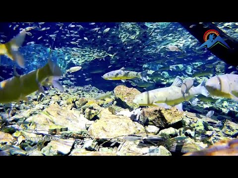 Видео: Ривоят ё хакикат. Чилучорчашма. Legend or truth. Chiluchorchashma. Tajikistan.