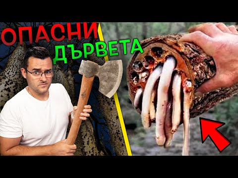 Видео: 11 от НАЙ-ОПАСНИТЕ ДЪРВЕТА по света, които НЕ ТРЯБВА да доближаваш