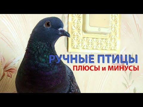 Видео: Ручные птицы. Плюсы и минусы