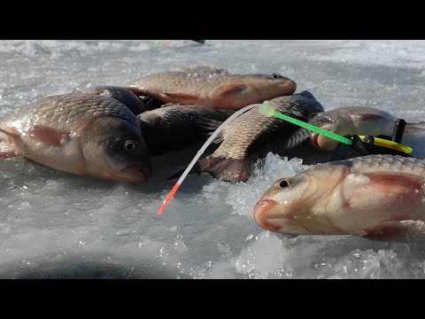 Видео: Крупный КАРАСЬ гнет КИВКИ, ТОПИТ УДОЧКИ!! Зимняя рыбалка на мормышку весной