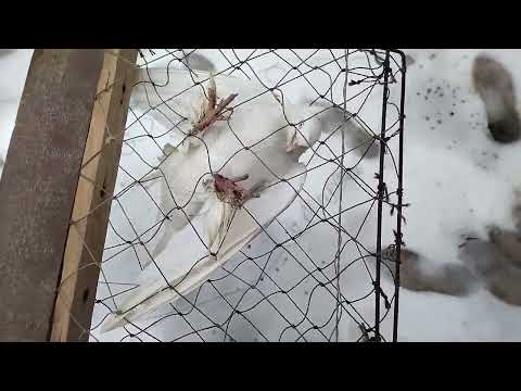 Видео: 29.01.2022.Begona kabutar ushladik ko'ringlar. #чужой #голуби #кабутар #pigeon #kabutar #ахмаджон