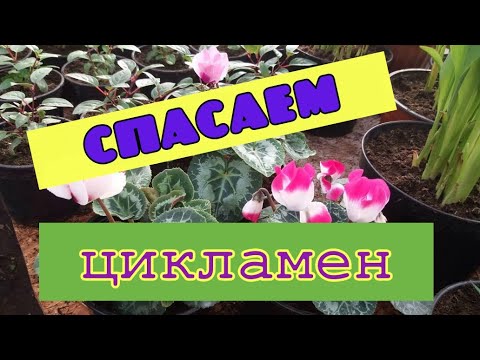 Видео: Болезни и вредители цикламена.