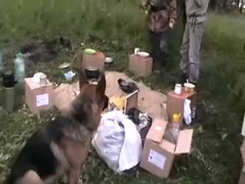 Видео: У ж.д. дороги ночлег. 2012. Игнатий Лапкин