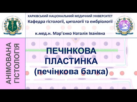 Видео: Печінкова пластинка. Гістологія