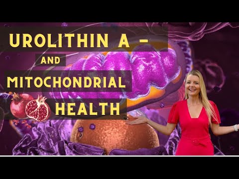 Видео: Уролитин А — полезное вещество для здоровья митохондрий?