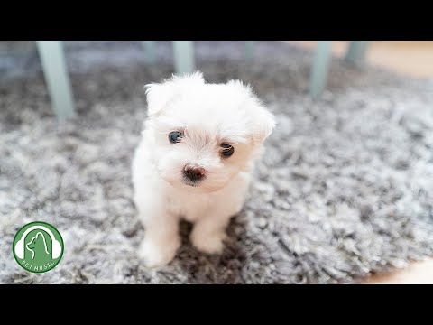 Видео: Расслабляющая музыка для собак🐶Музыка для снятия стресса,Музыка для релаксации🎵Любимая музыка собак