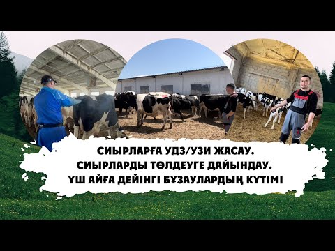 Видео: Сиырларға УДЗ/УЗИ жасау. Құнажынжарды төлдеуге дайындау. Үш айға дейінгі бұзаулардың күтімі