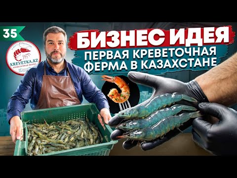 Видео: Как превратить выращивание креветок в прибыльный бизнес? Сколько это стоит?