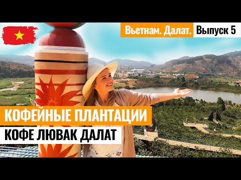 Видео: ВЬЕТНАМ. Кофейные плантации Далата (luwak coffee Dalat). Кофе Лювак Вьетнам. Лайкни Мир - Выпуск 5