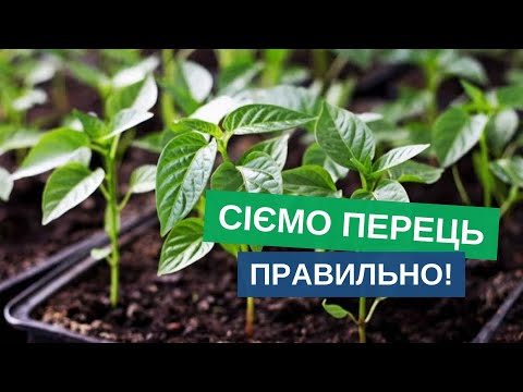 Видео: Посів перцю на розсаду 2025: коли, як і в що сіяти?