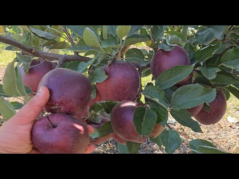 Видео: Одне з гарніших яблук в моєму саду.Яблуко Jeromine.