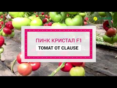 Видео: 🍅 РОЗОВЫЙ #ТОМАТ ПИНК КРИСТАЛ F1 | Обзор томата в теплице 2018