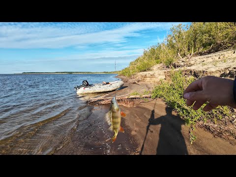 Видео: Такой рыбалки у меня давно не было. Горбачи на спиннинг с лодки. Рыбалка на спиннинг на хищника.