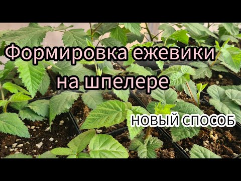 Видео: Формировка ежевики на шпалере. Новый способ