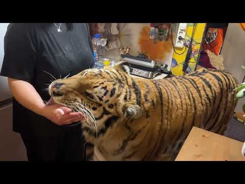 Видео: Тигры не в настроении !)Ройс не пошел домой,а Астон не захотел сниматься!)