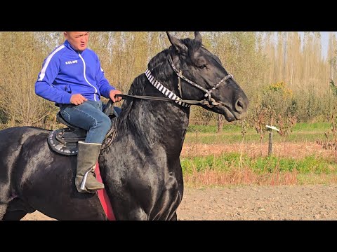 Видео: Пай Пай Паай Сандыктагы Америка 1,75см😱