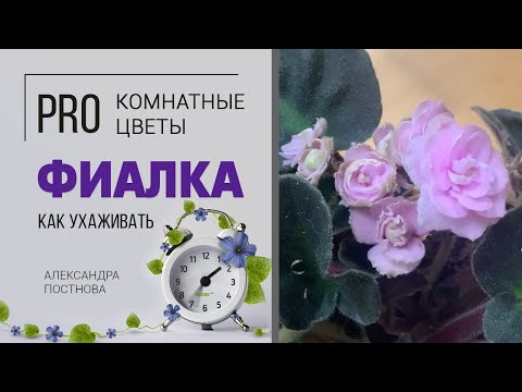 Видео: Фиалка - нежный цветок, уживающийся не со всеми. Тот случай, когда энергетика имеет значение.