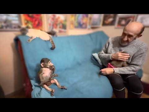 Видео: Степка ДОСТАЕТ КОТОВ, а Манечка требует к себе теперь только повышенного внимания!