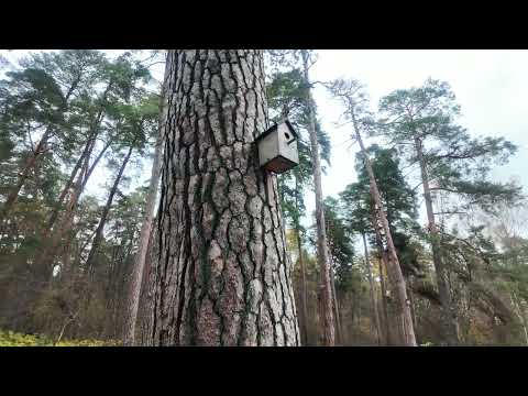 Видео: Прогуляйтесь по осеннему Калужскому бору, не выходя из дома 🌲🍂🎄🌿🍁🍃☂ 4К