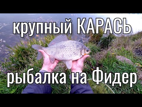 Видео: Крупный КАРАСЬ. Рыбалка на Фидер. Озеро Кипень.