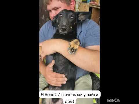 Видео: Веня ищет дом