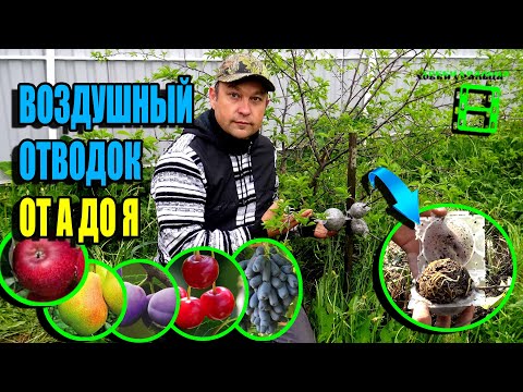 Видео: СУПЕР СПОСОБ РАЗМНОЖИТЬ ДЕРЕВЬЯ И КУСТАРНИКИ - ВОЗДУШНЫЕ ОТВОДКИ. ЭКОСАД (ОГОРОД) И ТЕПЛИЦА 22-33