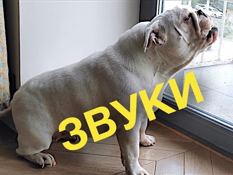 Видео: Звуки голоса английского бульдога