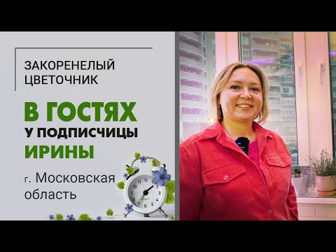 Видео: В гостях у Ирины. Московская область. Растение черепашка, фикусы, кислицы, кротон и другие зеленые