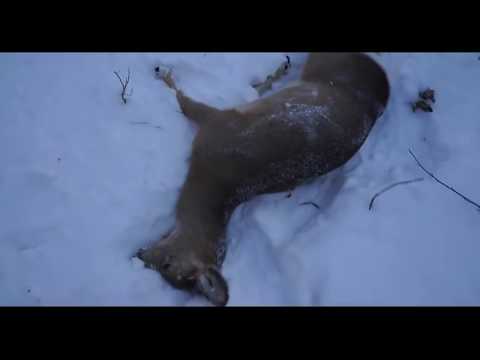 Видео: Загонная охота на Сибирскую Косулю.