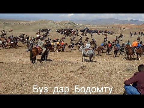 Видео: Буз дар бодомту