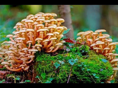 Видео: МАССОВЫЙ СБОР ОСЕННИХ ОПЯТ! НАШЕСТВИЕ ОПЯТ! Сезон 2022