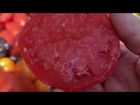 Видео: Обзор томатов  крупноплодов в разрезе и перцев.