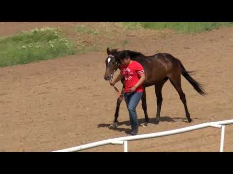 Видео: Элистинский ипподром 9 мая 2019