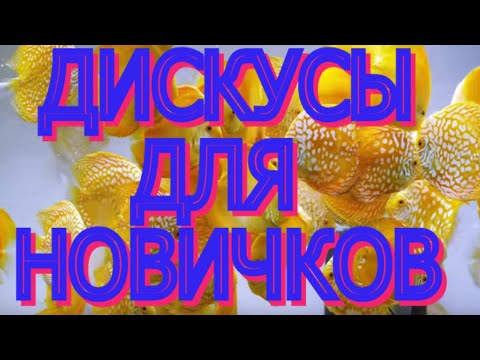 Видео: ДИСКУСЫ ДЛЯ НОВИЧКОВ. Основы содержания.